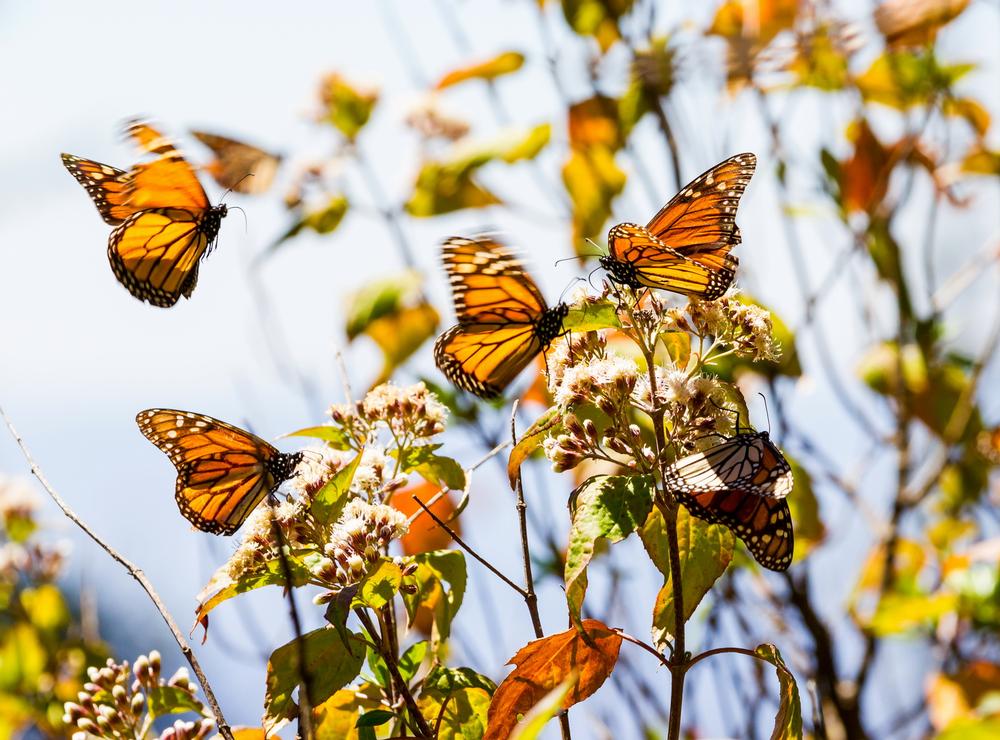 Witness Monarch Magic at the Monarch Grove Sanctuary