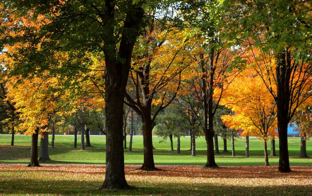 Breathe Deep and Unwind at Otsiningo Park