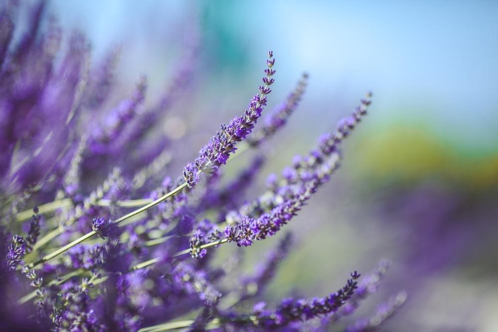 Breathe in Lavender Bliss at Jardin Du Soleil