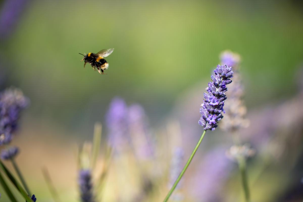 Buzz Over to the UC Davis Bee Haven for a Look at Pollinator Gardens