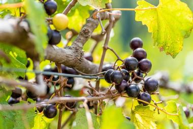 Chatham Hill Winery, Cary, North Carolina