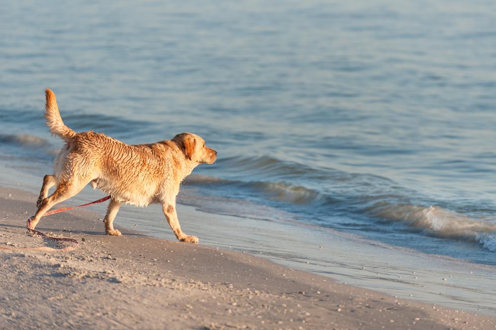Davis Island Beach - 15 minutes from Tampa