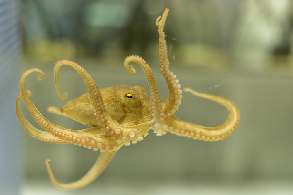 Discover Marine Creatures at the University of Georgia Aquarium