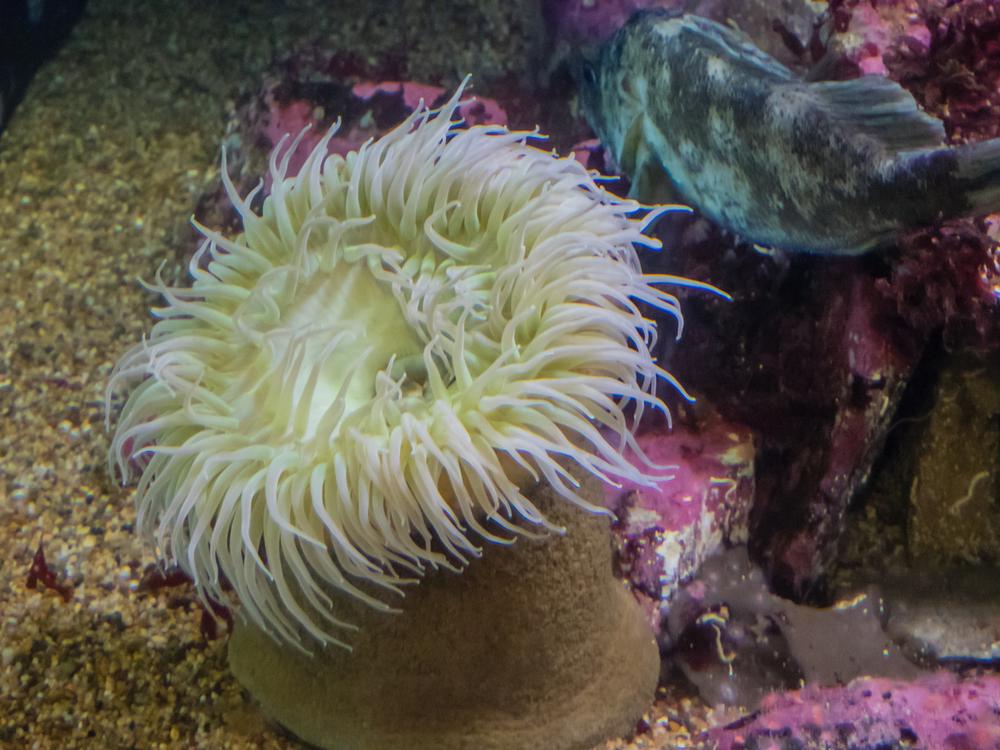 Dive into Ocean Discovery at Sea Life Aquarium