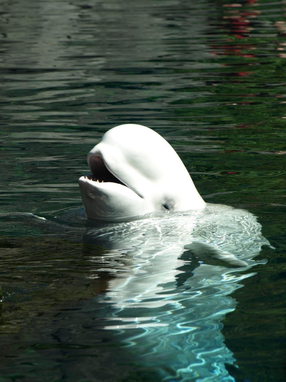 Dive Into Ocean Discovery at the Vancouver Aquarium