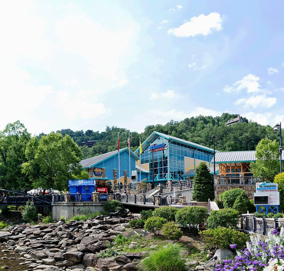 Dive into Ocean Worlds at Ripley’s Aquarium of the Smokies