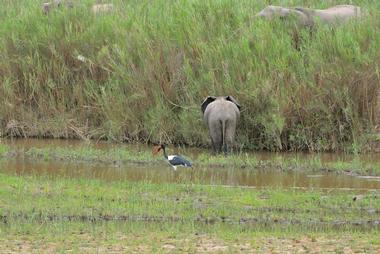 Elephant Marsh