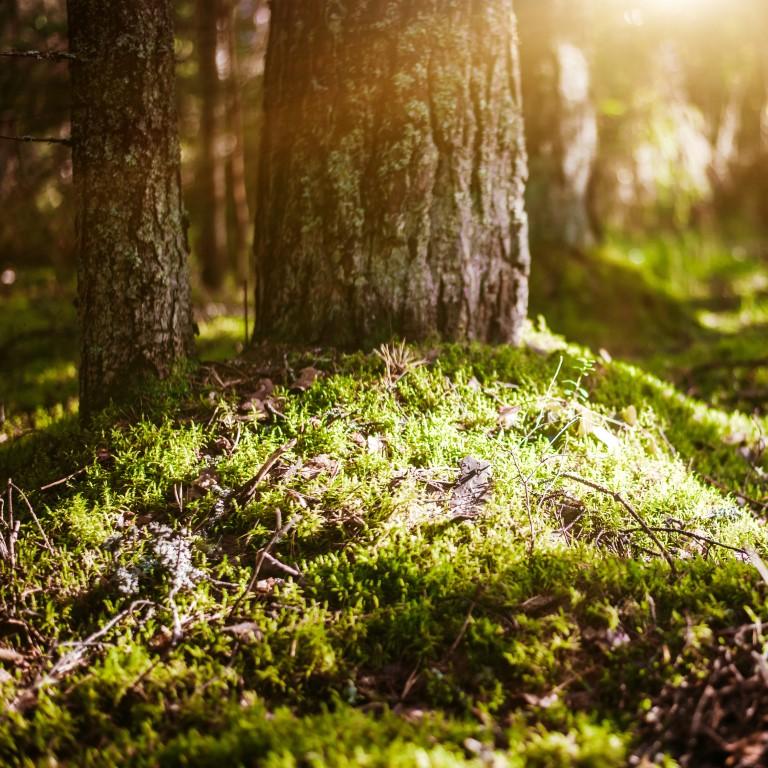 Go hiking on quick trails and admire tranquil forest scenery.