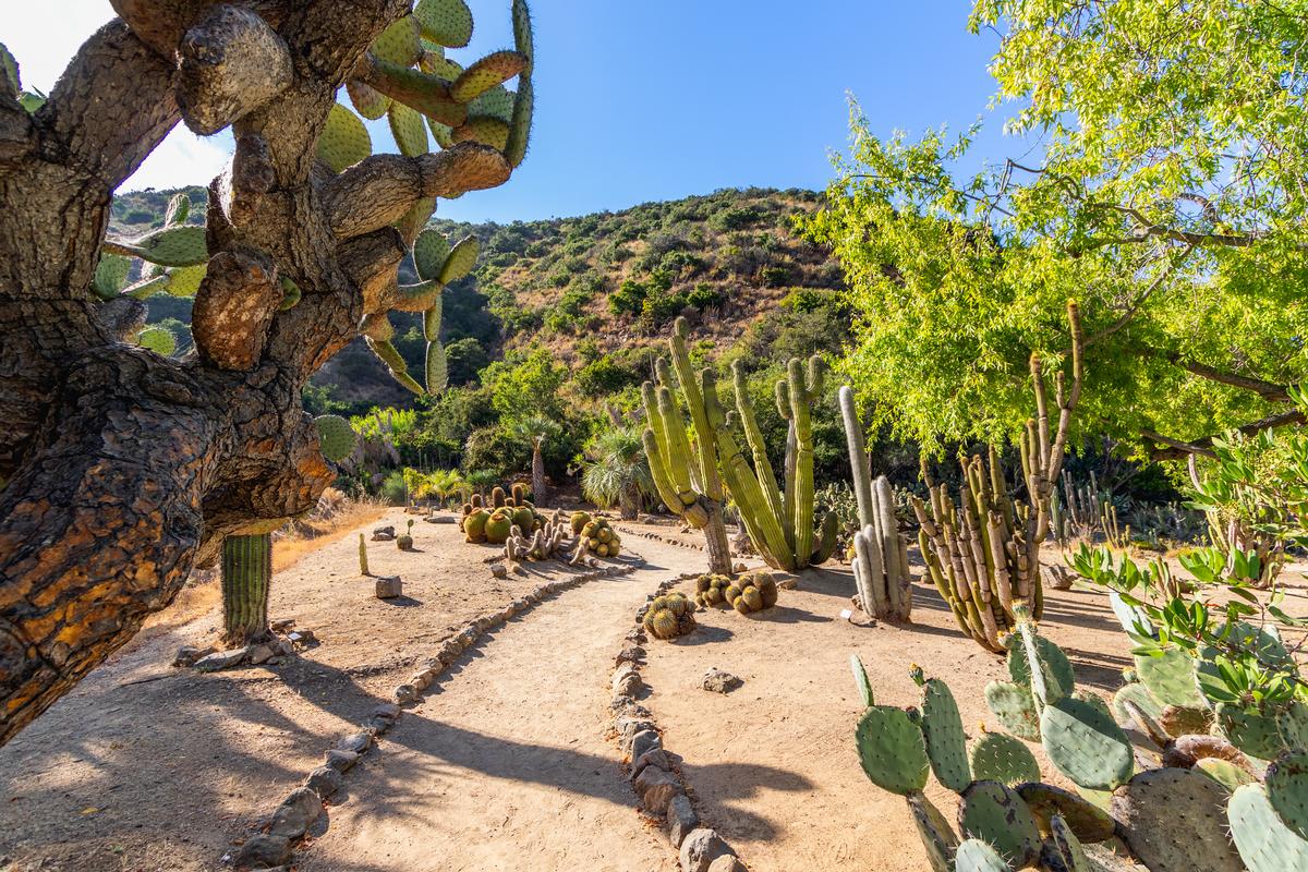 Explore Catalina’s beauty, enjoy personalized tours and thrilling adventures.