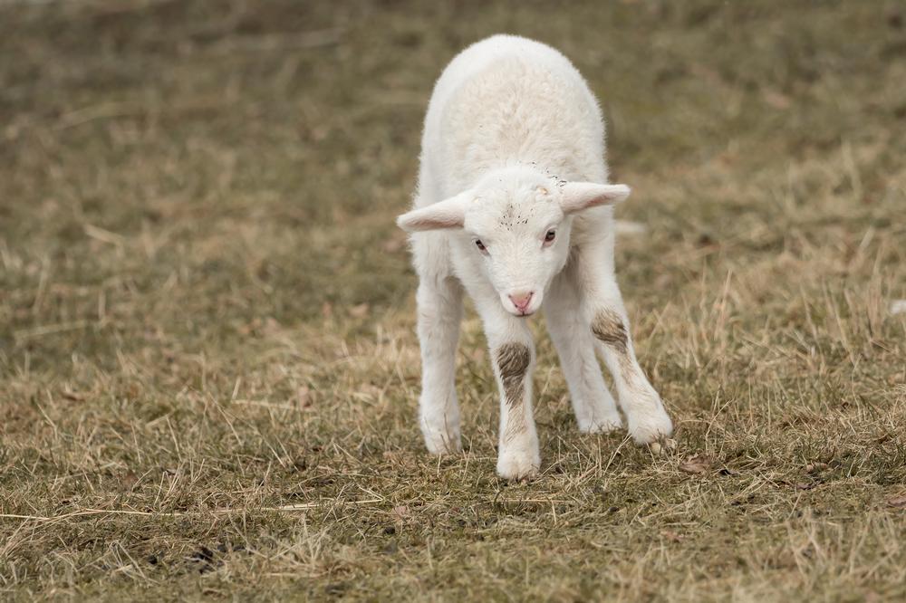 Visit barn animals and explore this fun family-friendly retreat.
