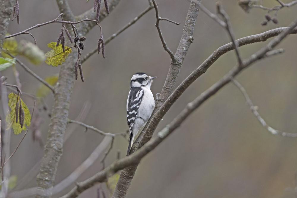 Find Peace Among Pines at Mirror Lake State Park