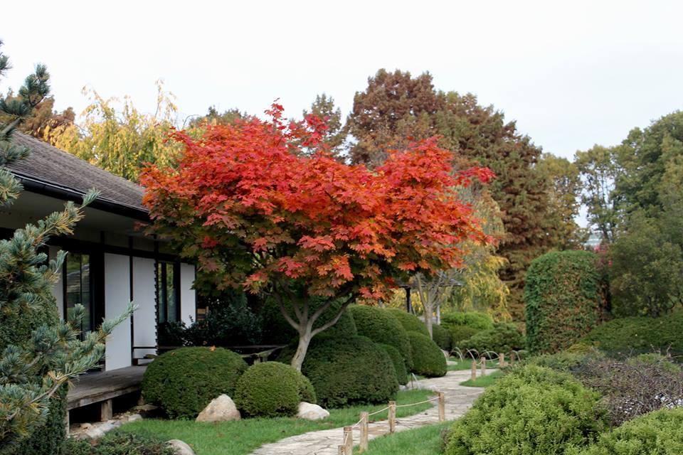 Find Peace and Tradition at Japan House