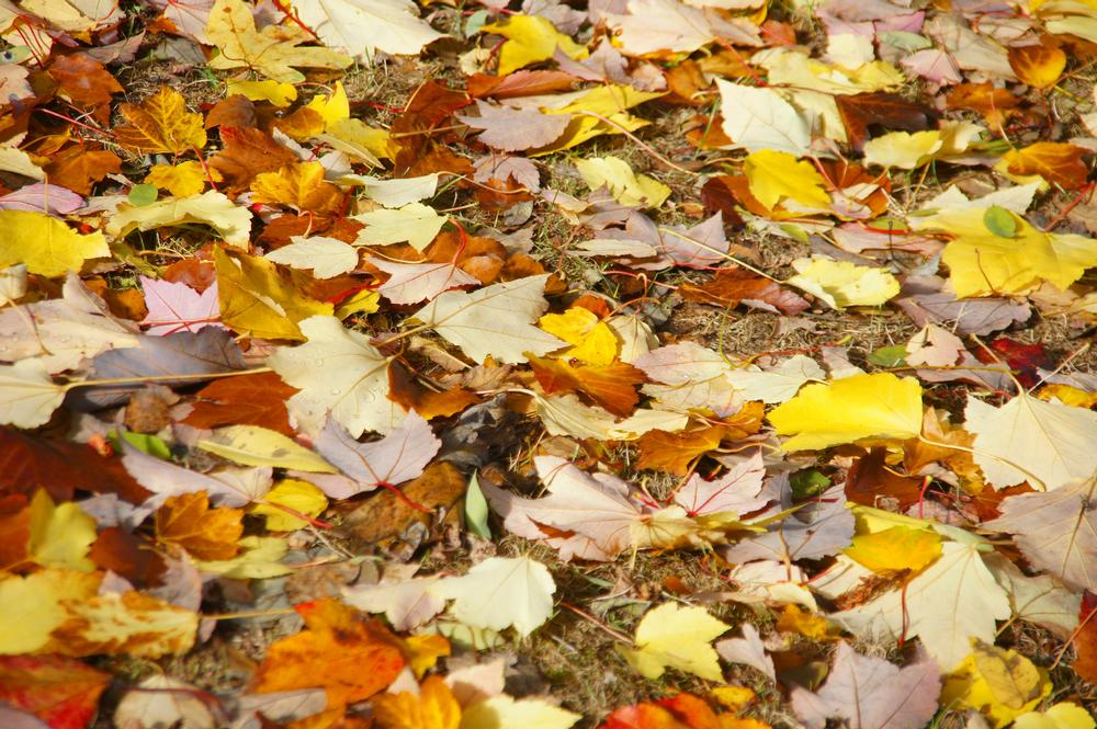 Walk along scenic nature trails or explore native trees in a quiet wooded setting.