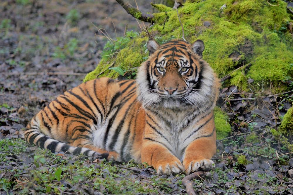 Encounter rescued big cats and learn about wildlife conservation in the Ozarks.