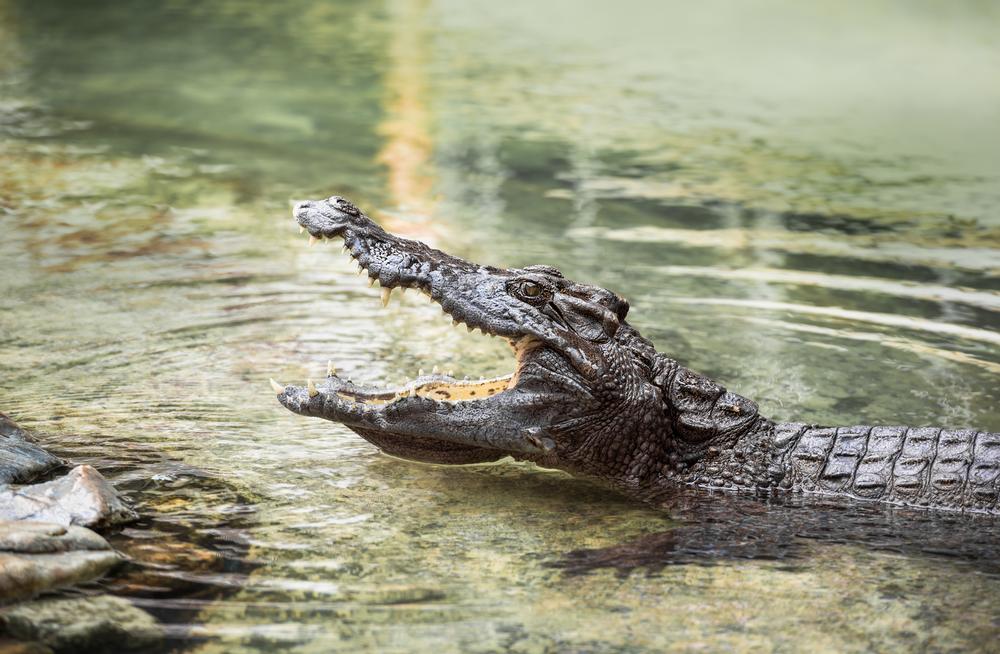 Get Up Close with Gators and Family Fun at the Arkansas Alligator Farm