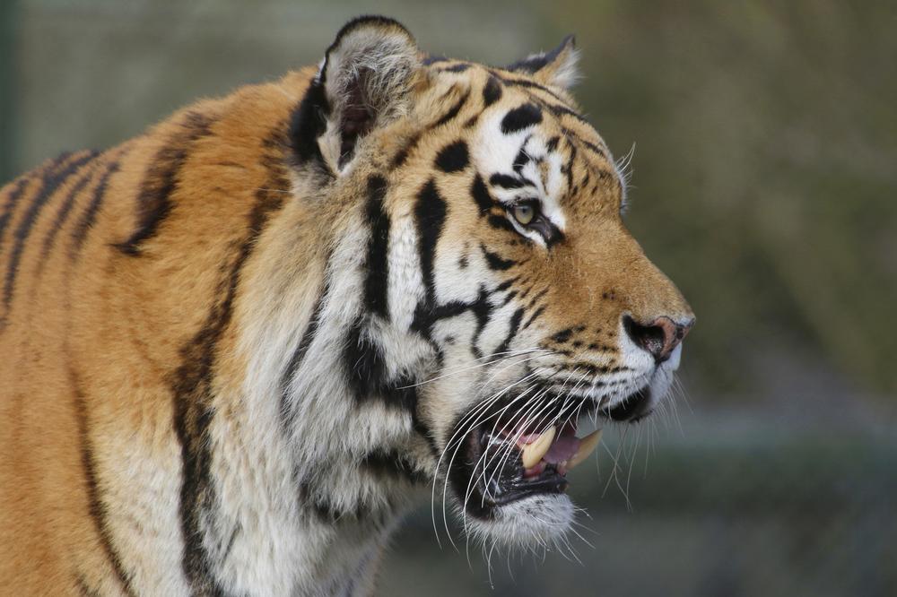 Get Wild (in a Good Way) at Alabama Gulf Coast Zoo