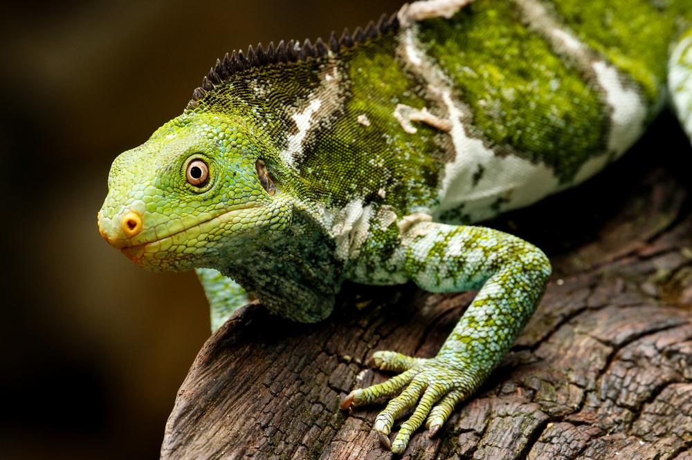 Go Wild at Kula Eco Park