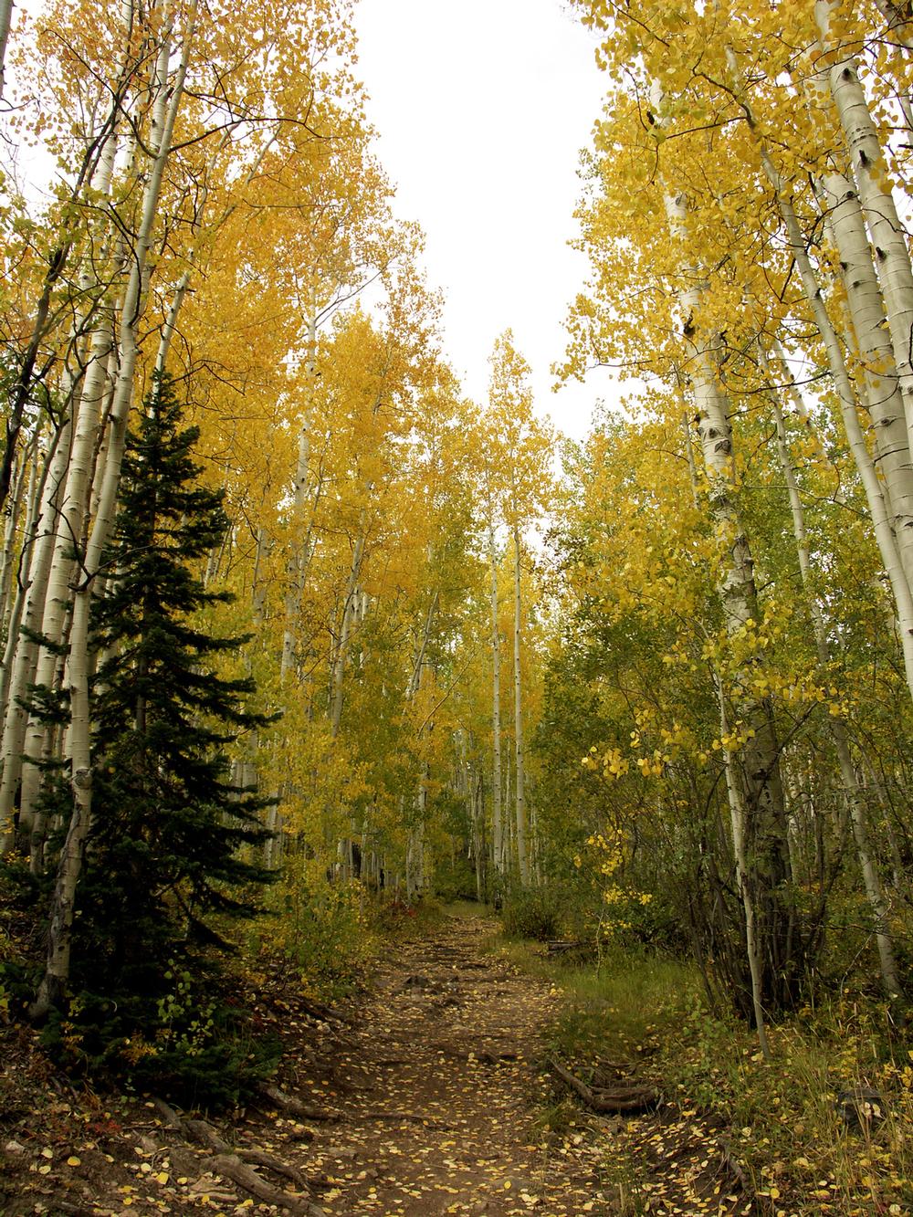 Grizzly Creek Trail - Hike shady canyon trails and discover peaceful sights on a cool spring afternoon.