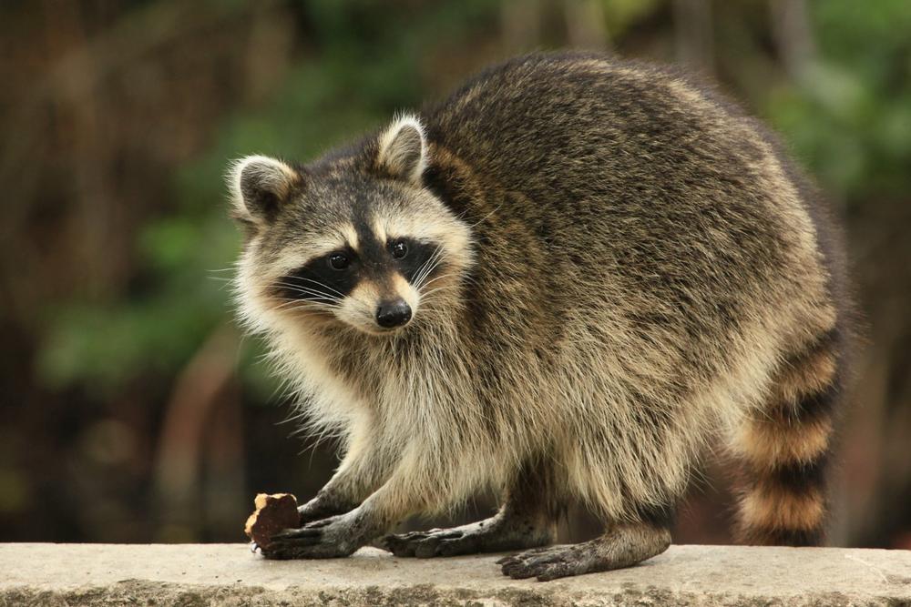 Help Heal Wildlife and Learn at WildCare