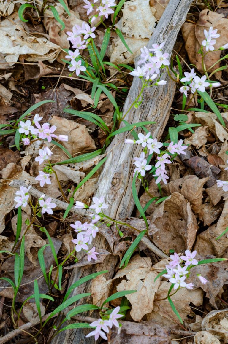 Hike, Bike, or Picnic Among Woodlands at Markin Glen Park