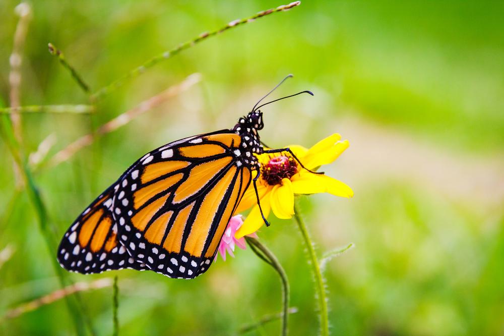 Hike, Birdwatch, and Reflect in the Peaceful Wilds of Kishwauketoe Nature Conservancy