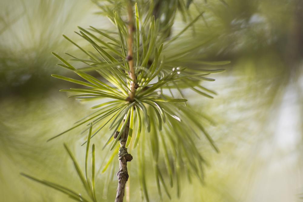 Hike, Picnic, and Spot Wildlife at Toro County Park