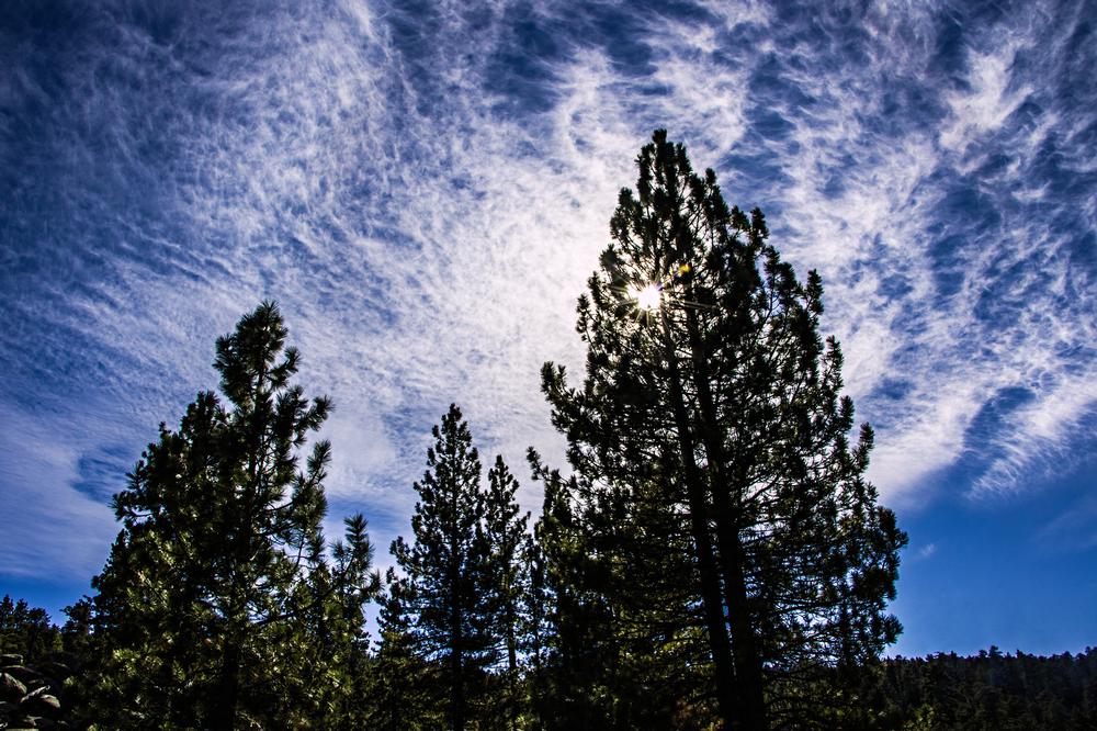 Hike Into the Pines on Cougar Crest Trail