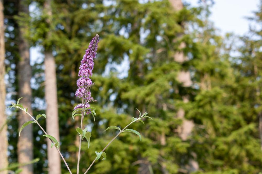 Hike to Elevated Beauty on the Trails of Tiger Mountain