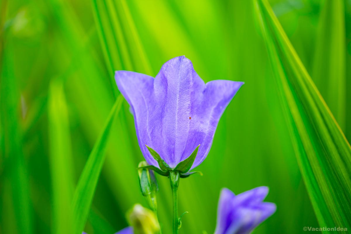 I took this purple flower photo in the gardens