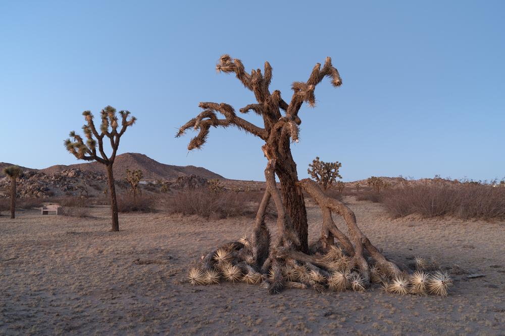 If You Love Desert Adventures, Hike Saddleback Butte State Park