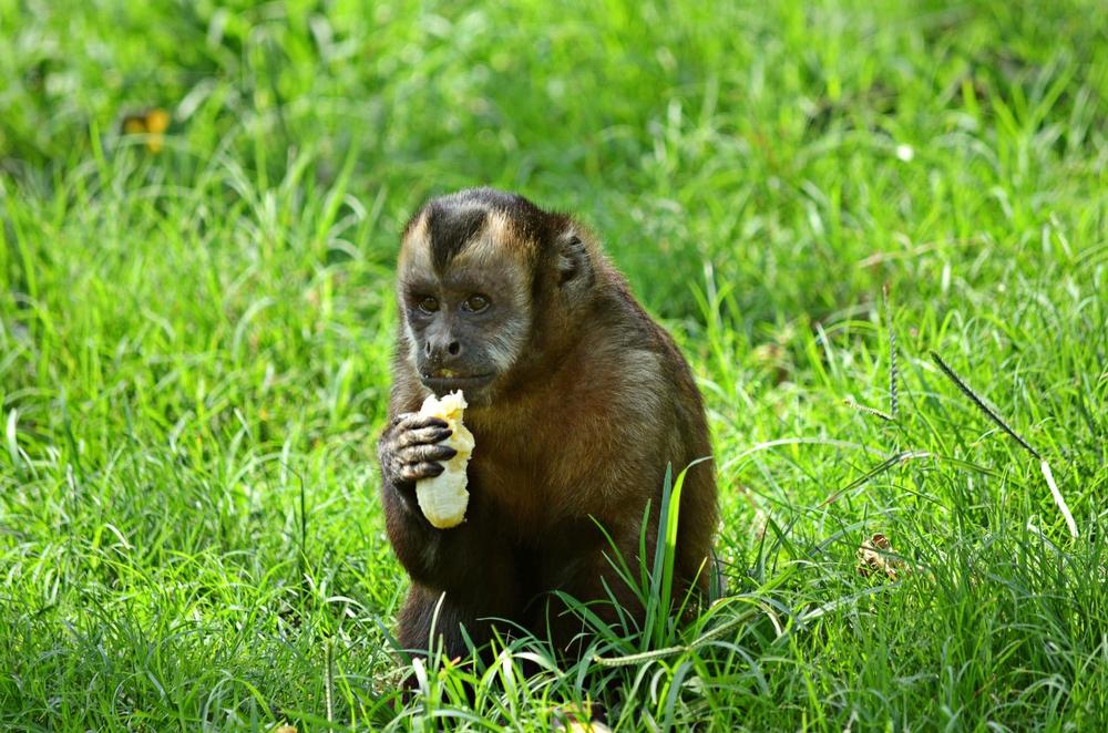 If You Love Wildlife, Spend a Day at Queens Zoo