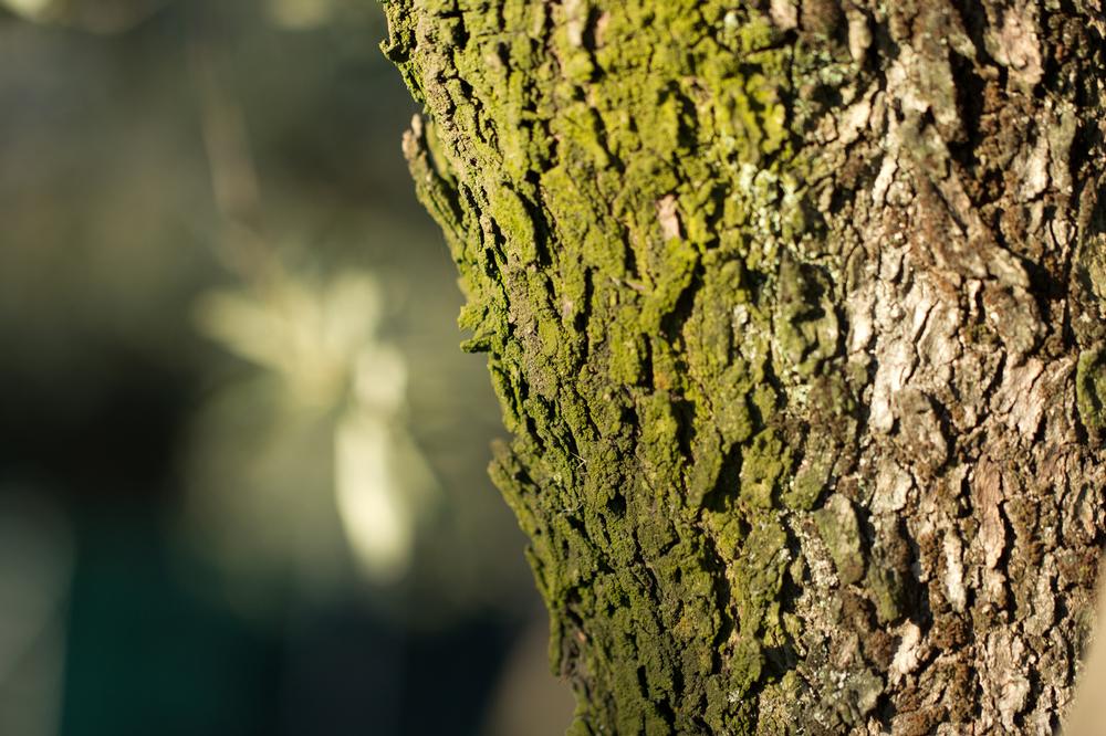 Live Off the Grid at Turtle Island Preserve