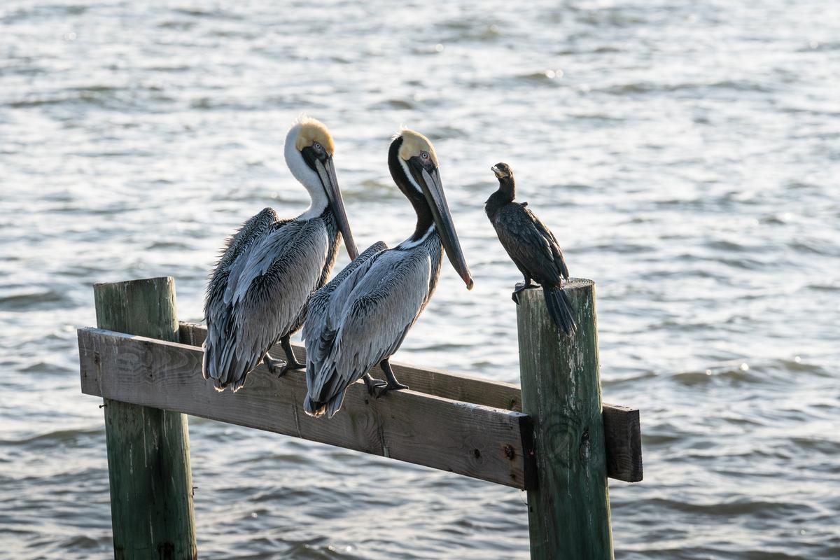 Take the kids to Magnolia Beach