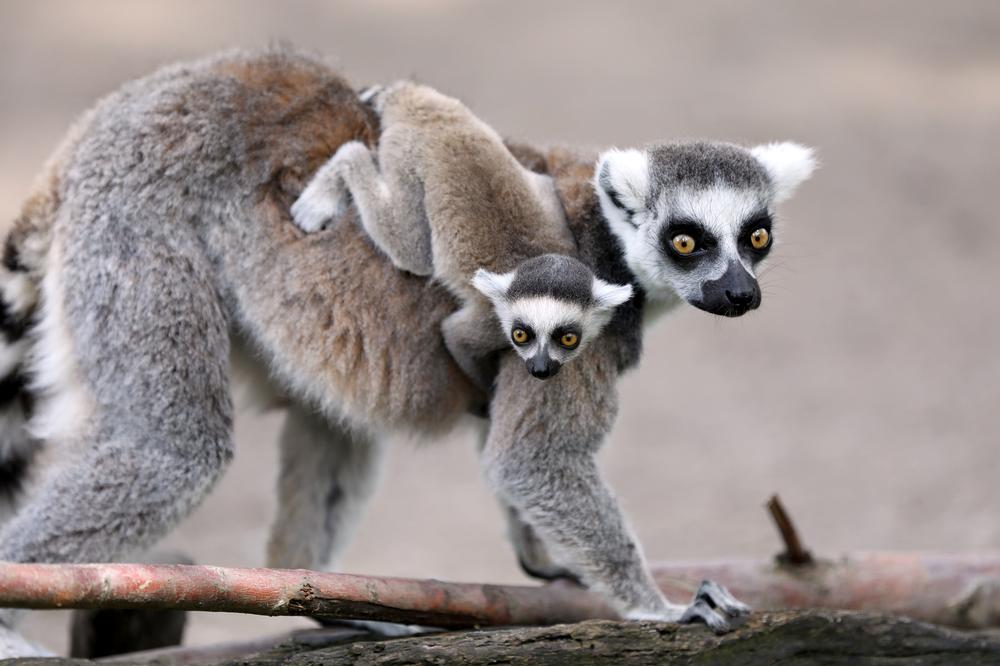 Meet Animals From Around the World at Fort Wayne Children's Zoo