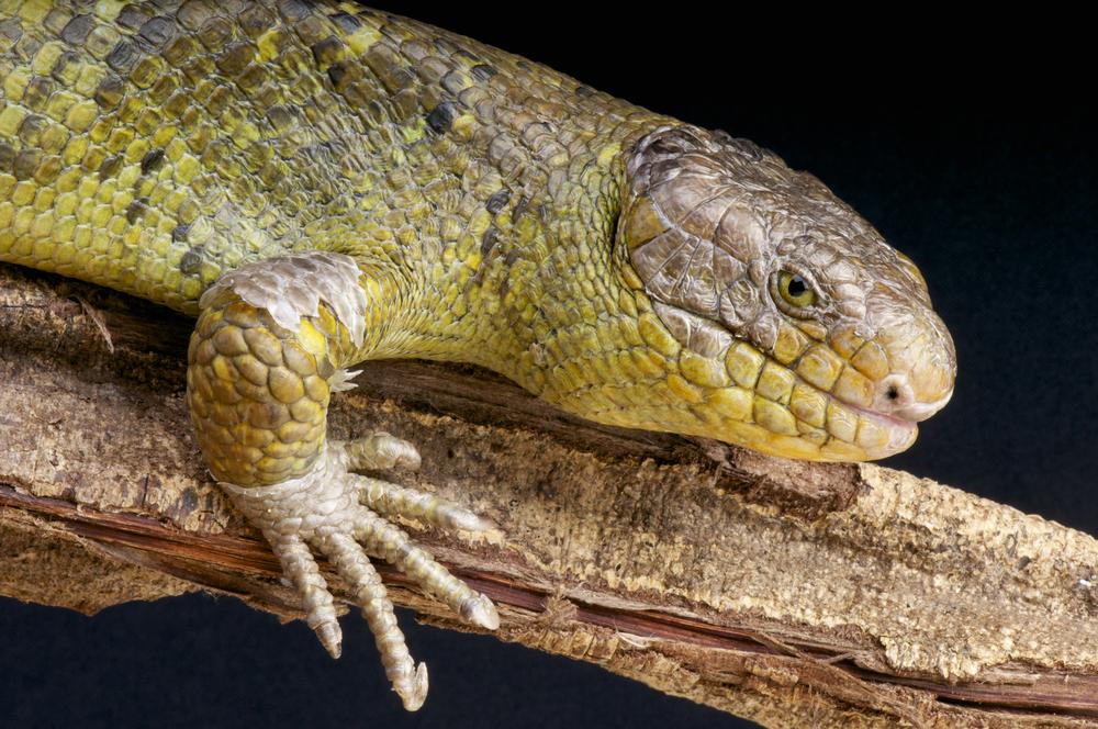 Meet Exotic Wildlife Rescues at STAR Eco Station