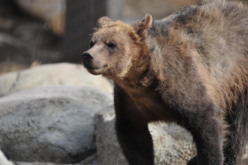 See diverse animal species or walk scenic trails through natural habitats.