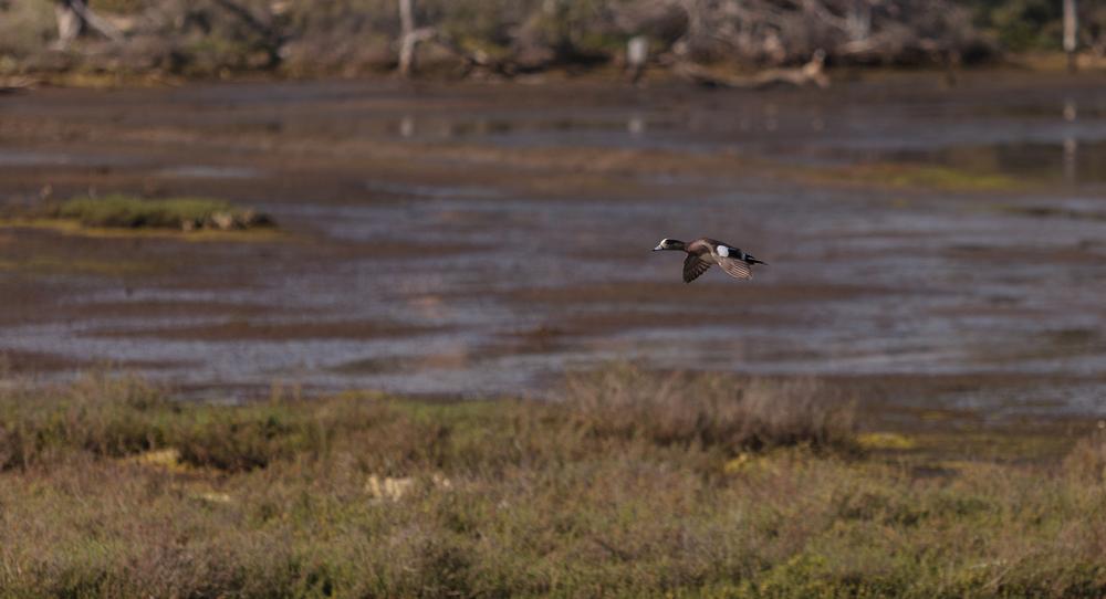 Paddle or Birdwatch in the Serenity of Upper Newport Bay Nature Preserve