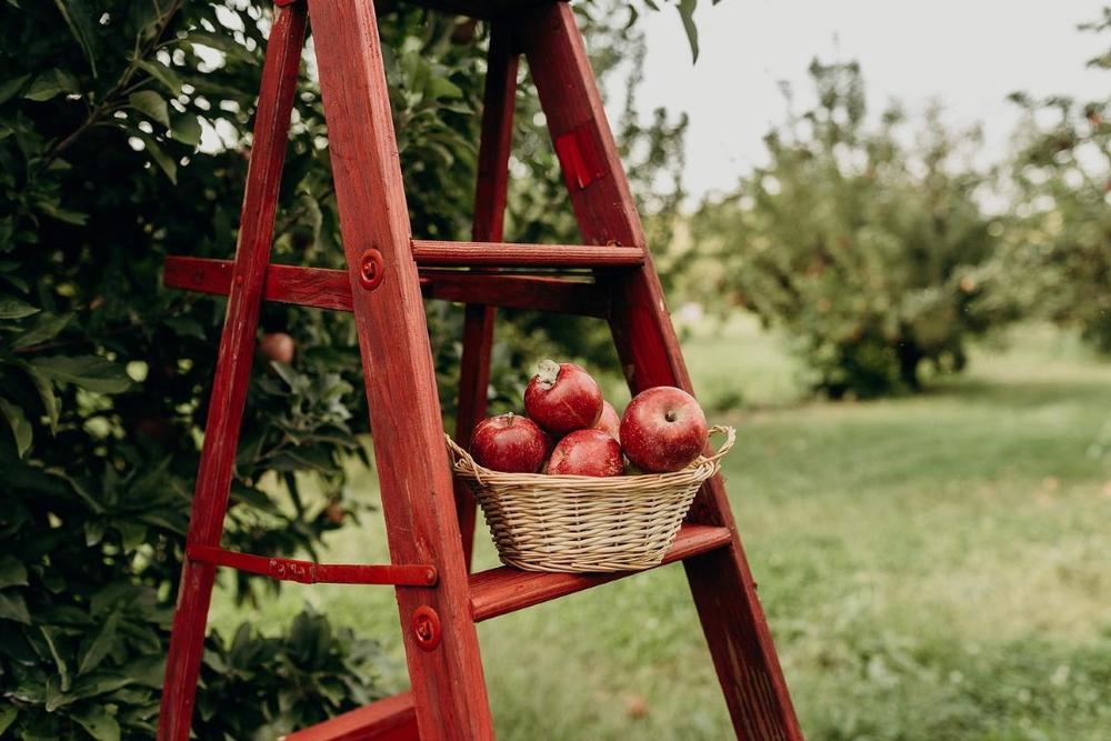 Pick fresh apples at Cider Hill Family Orchard