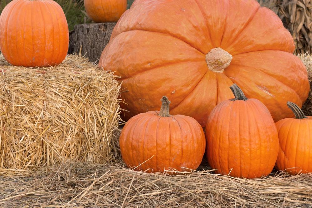 Pick Pumpkins at Bob's Corn and Pumpkin Farm