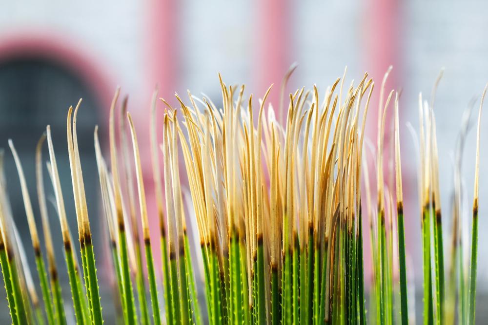 Reconnect with Nature at the Santa Barbara Botanic Garden
