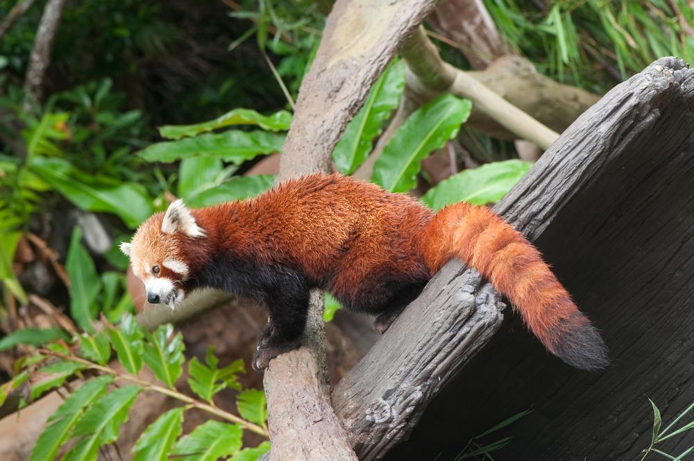 Roam Wild and Local at the Forestry Farm Park and Zoo