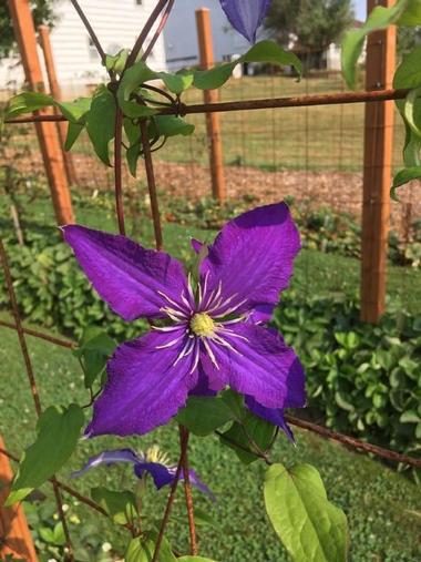 Rogerson Clematis Garden, Lake Oswego, OR