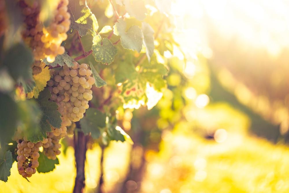 Sample Wines by the River at Warner Vineyards
