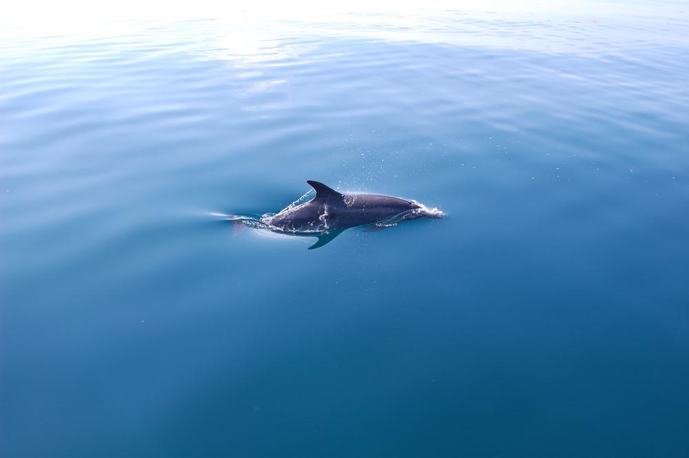 See dolphins up close with The Fun Boat Dolphin Cruises