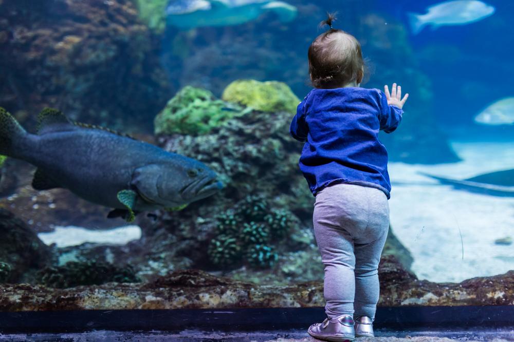 Visit marine life exhibits and enjoy an underwater dining experience.