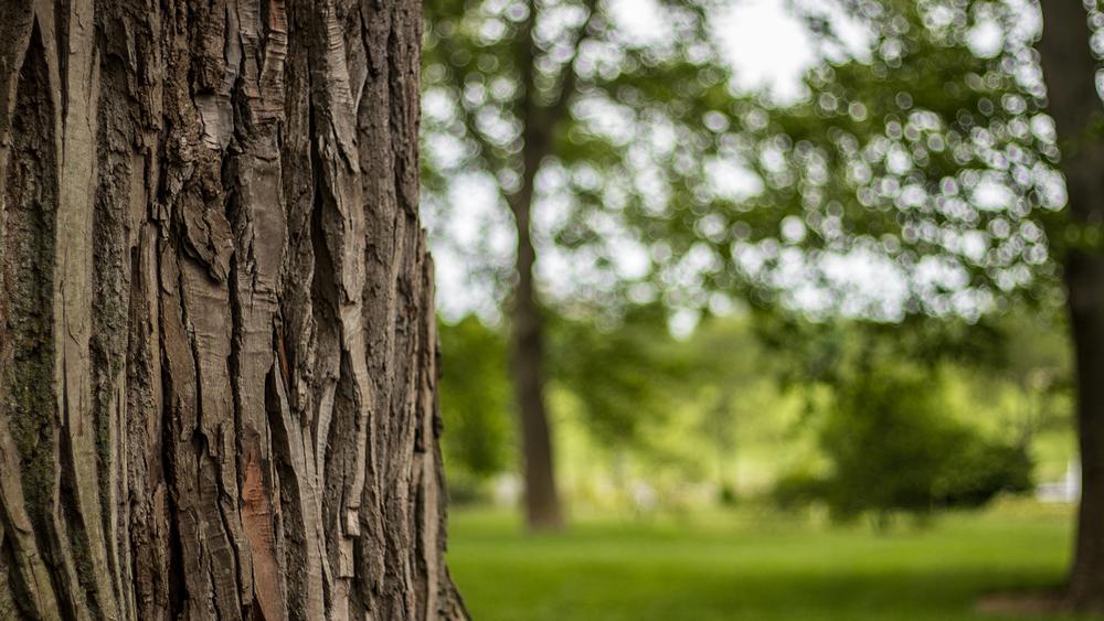 Spend time outside at Moore Creek Park