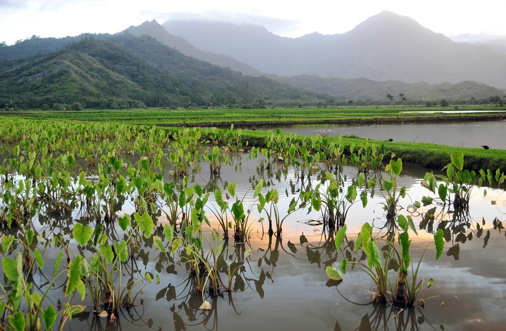 Spot Native Birds and Take in Stunning Valley Views at Hanalei Refuge