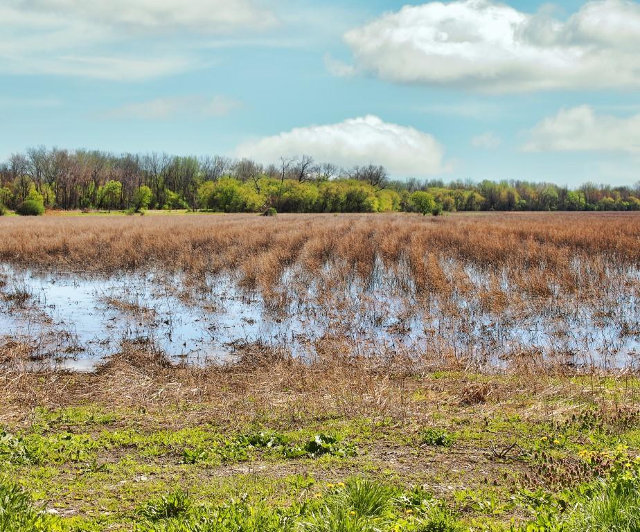 Spot Rare Birds and Scenic Views at Montezuma National Wildlife Refuge