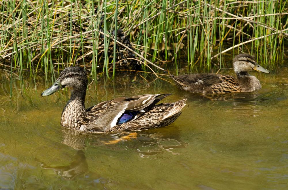 Spot Shorebirds and Stroll the Trails at Tahuna Torea Nature Reserve