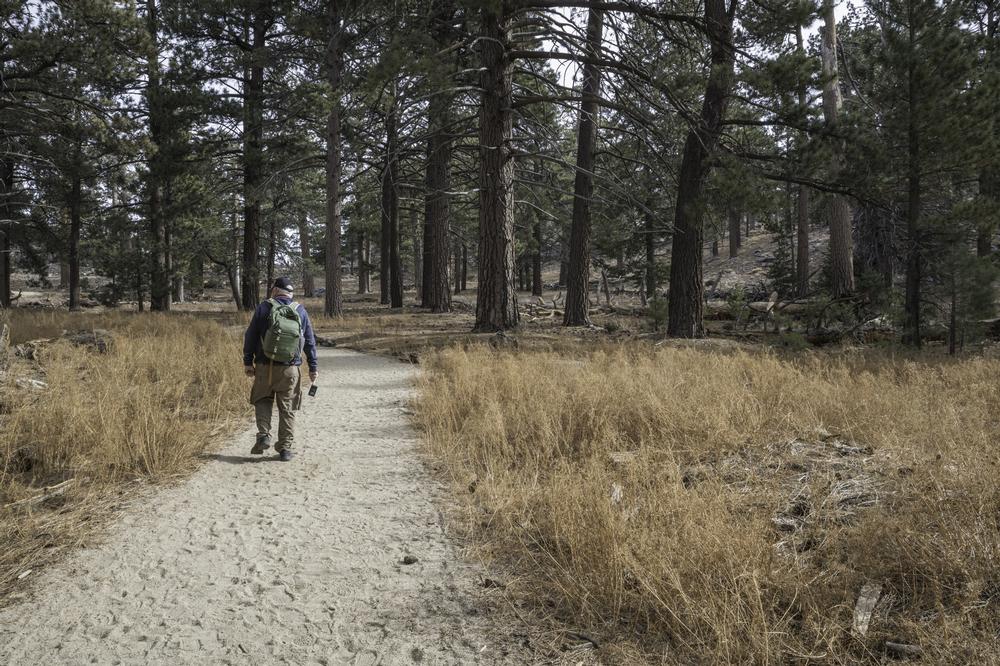 Stroll Forest Trails and Picnic Under Pines at Idyllwild Park